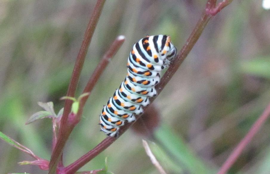 Bruchi di Papilio machaon?